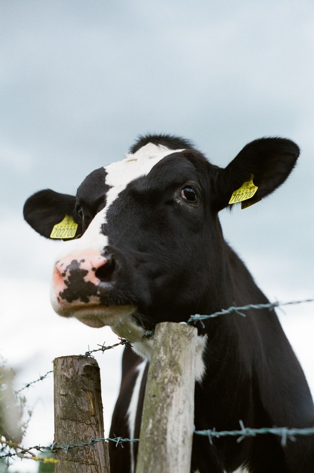 Imprisoned cow 