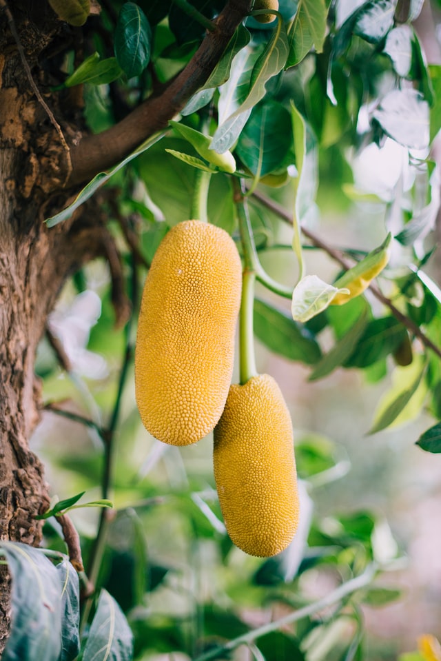 Jackfruits on a tree